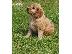 PoulaTo: Cocker spaniel